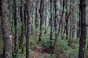Wald | 森林 | Forest